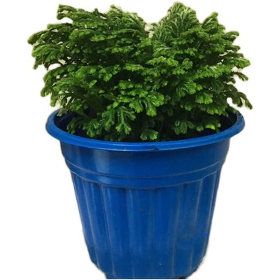 还魂草一斤500克包邮中药材