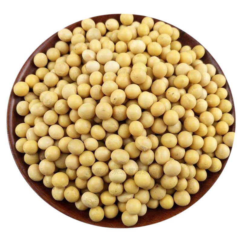 发豆芽专用黄豆豆芽非转基因黄豆