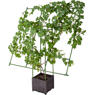 阳台葡萄架种植箱庭院室外植物攀爬架子蔬菜月季园艺支撑杆爬藤架