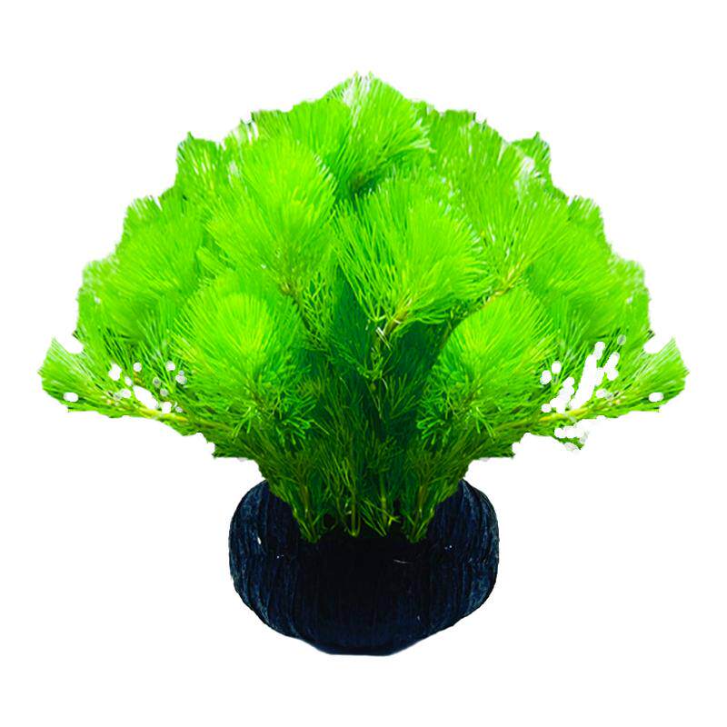 水屿鱼绿菊坨草鱼缸植物活体