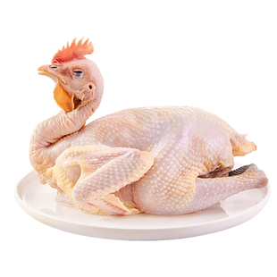 阳江走地鸡跑山鸡散养扇鸡阉鸡180天活鸡现杀整只鸡项农家鸡