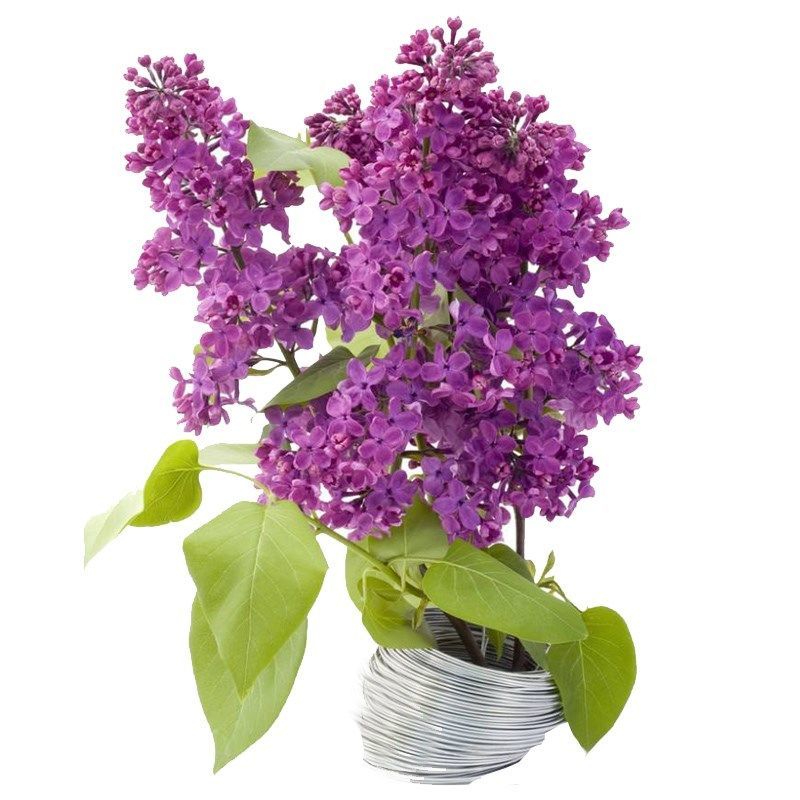 高档紫丁香花树苗浓香花卉植物耐寒耐热多年生老桩庭院别墅风景树