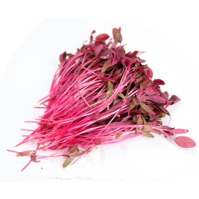 火红新鲜芽苗菜可食用西餐沙拉