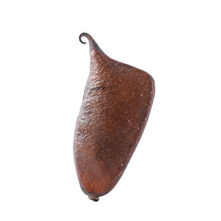 天然植物苏木干果豆荚音符豆复古装饰氛围摆件可收藏手工diy标本