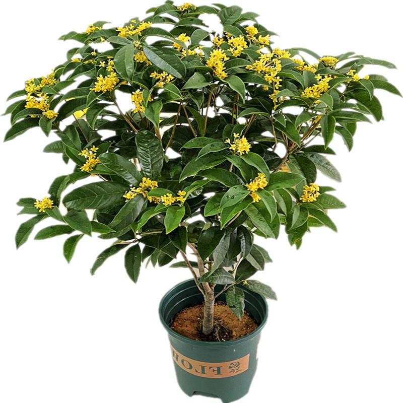 四季桂花盆栽树苗浓香型桂丹桂富贵花客厅阳台庭院绿植花卉带花苞