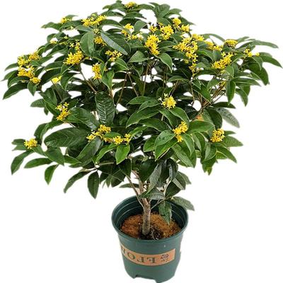 绿植浓香型客厅阳台庭院桂花树苗