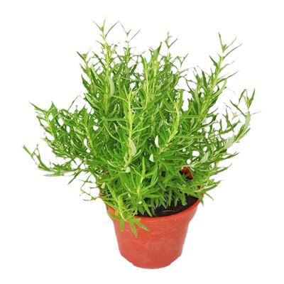 百里香种子香草花卉园艺蔬菜耐寒