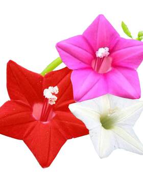 五角星花种子阳台盆栽庭院花卉