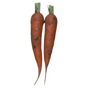 老品种非转基因的胡萝卜水果萝卜新鲜蔬菜宝宝辅食红萝卜现挖带土