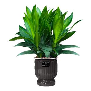 金心百合竹名贵老桩客厅绿植室内小绿植盆栽真花百合树竹懒人植物