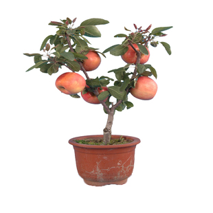 洛川苹果树果苗红富士嫁接苗南方种植北方耐寒庭院大树超大号活苗