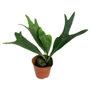 鹿角蕨挂板盆栽定植板网红附生植物室内办公书房客厅观叶悬挂花卉