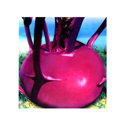 邢东中早熟蔬菜种子春秋苤蓝