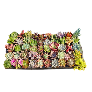 多肉植物室内小盆栽精品玉露大颗好养肉肉组合套餐大株花卉绿植