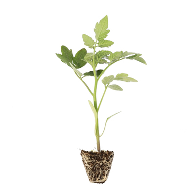 番茄种苗糖水炸弹普罗旺斯四季种
