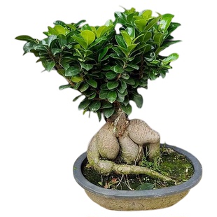 大型小叶榕树S造型8字盆景盆栽室内客厅植物人参榕树苗老桩绿植