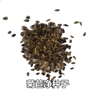 进口将军菊苣种子大叶菊苣多年生四季牧草种子猪牛羊鸡鸭鹅鱼草籽