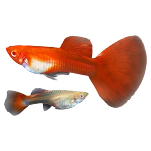 孔雀热带观赏鱼苗淡水冷水小型小鱼好养耐活耐养金鱼凤尾斑马活鱼