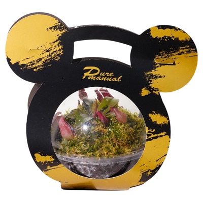 植物星球食虫捕蝇草微景观盆栽