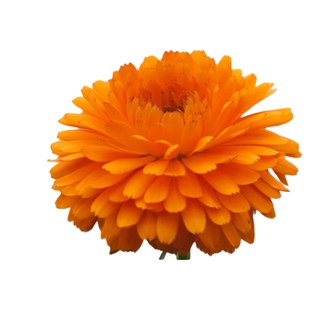 金盏菊种子花种子四季易种花草卉盆栽植物花种籽子花卉种子禾之元