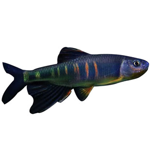 桃花鱼马口长鳍鱲宽鳍鱲类高屏原生冷水鱼群游观赏鱼包邮