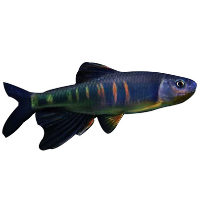 长鳍宽鳍马口鱼桃花鱼溪哥