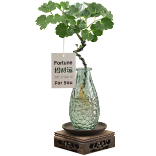 福禄桐盆栽客厅室内桌面办公室茶几好养懒人水培绿植花卉盆景植物