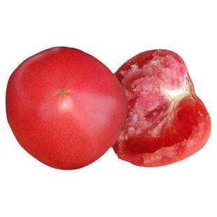 普罗旺斯西红柿苗秧苗沙瓤口感番茄苗草莓番茄苗高产四季种水果苗