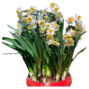 水仙花种球雕刻大水仙球头冬季室内花卉好养水培盆栽漳州水仙花球