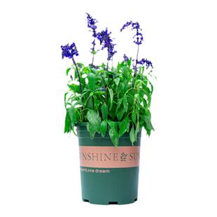 鼠尾草盆栽带花苞室内阳台开花绿植四季花卉室外庭院好养植物花苗