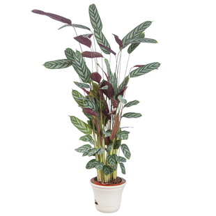 新飞羽竹芋盆栽室内花叶耐阴绿植四季好养花卉客厅办公室常青盆景