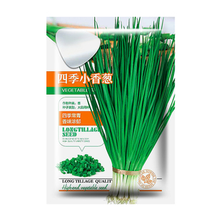 四季小香葱种籽山东分葱种子苗家庭盆栽红葱头章丘大葱蔬菜孑大全