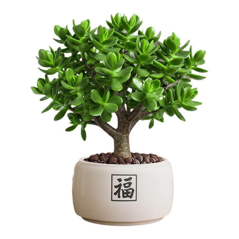 玉树多肉植物盆栽办公室内绿植