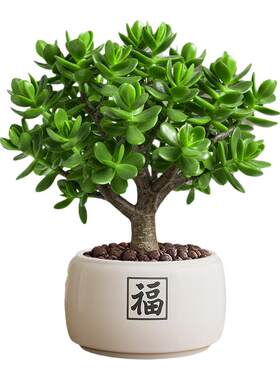 玉树多肉植物盆栽办公室内绿植