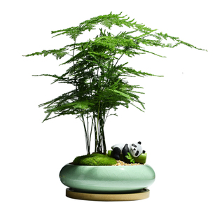 文竹室内盆栽净化空气植物办公室桌面好养活花卉绿植四季常青云竹