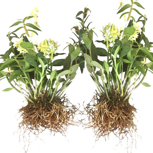 5月开花 可食用 铁皮石斛苗 石斛兰化绿植盆栽花卉苗木好养活