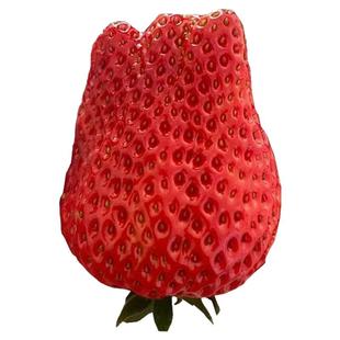 【顺丰送货上门】安徽长丰红颜草莓当季水果特大果3斤甜草莓果王