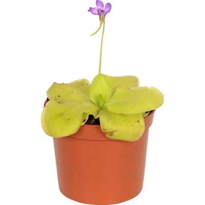 捕虫堇套餐食虫卧室喜阴多肉植物