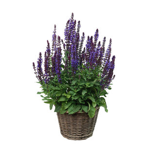 林荫鼠尾草种子Salvia nemorosa森林洋苏草花籽多年生盆栽春秋播