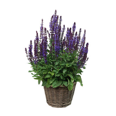 林荫鼠尾草种子Salvianemorosa