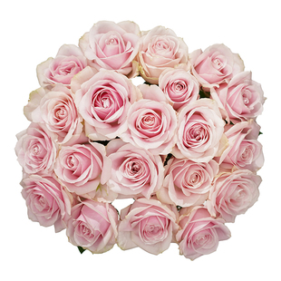 鲜花玫瑰花顺丰包邮无土栽培基地直发红玫瑰香槟粉玫瑰白玫瑰年宵