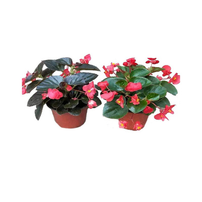 四季海棠玻璃翠大花大叶