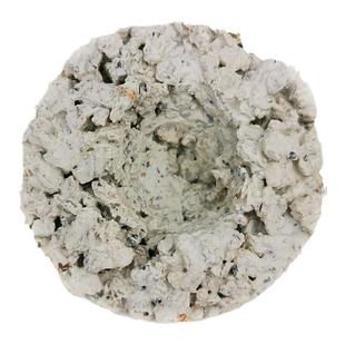 波兰AF珊瑚基座紫色森林sps海缸纽扣断肢繁殖底座基石硬骨脑珊瑚