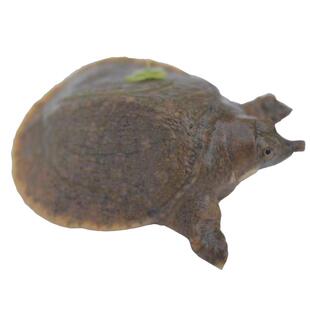 小甲鱼苗江西南丰外塘冷水中华苗水鱼苗包活日本黄沙鳖放养冷水苗