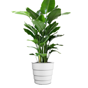 美莳天堂鸟专用控根花盆透气树脂塑料鹤望兰青山大号客厅绿植盆栽