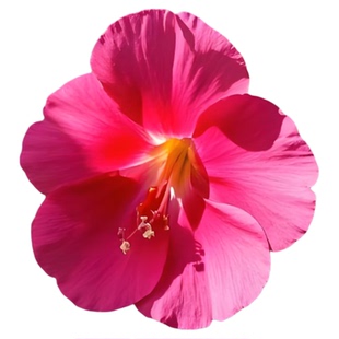 凤仙花种子花种子四季易种家庭园艺花卉盆栽植物花种籽子野花组合