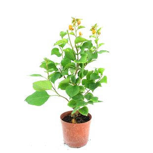 三角梅 斑叶丽娜 苹果花银边浅紫小苗庭院阳台楼顶