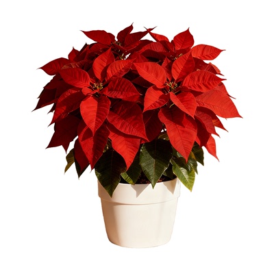 【带红叶】一品红盆栽养死包赔