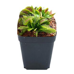 超大捕蝇草盆栽猪笼草食虫食人花卉水培植物茅膏菜驱蚊绿植捕虫草