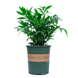 兴旺竹盆栽木本老桩树苗室内阳台室外庭院植物中国风花卉绿植竹柏